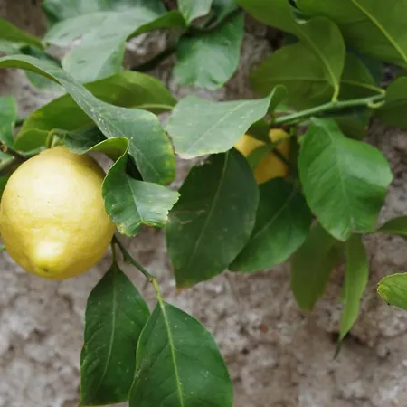 Liberata Dom wakacyjny Ercolano